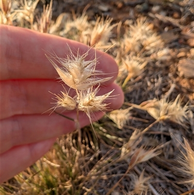 Rytidosperma (genus) (Wallaby Grass) at Lawson, ACT - 23 Oct 2024 by mroseby