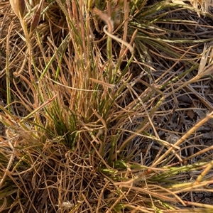 Rytidosperma sp. at Lawson, ACT - 23 Oct 2024