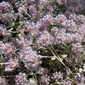 Ptilotus obovatus at Leinster, WA by Paul4K