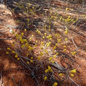 Unidentified Other Wildflower or Herb at Leinster, WA by Paul4K