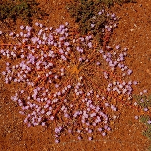 Unidentified Other Wildflower or Herb at Leinster, WA by Paul4K