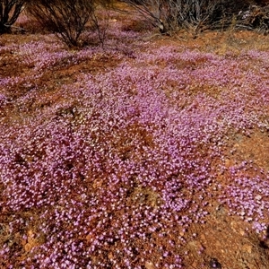 Calandrinia sp. at Leinster, WA by Paul4K