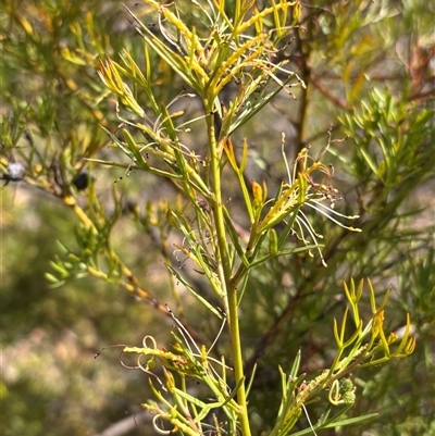 Grevillea curviloba (Curved Leaf Grevillea) at Bruce, ACT - 24 Oct 2024 by JVR