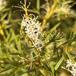 Grevillea curviloba at Bruce, ACT - 24 Oct 2024