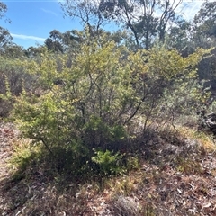 Grevillea curviloba at Bruce, ACT - 24 Oct 2024