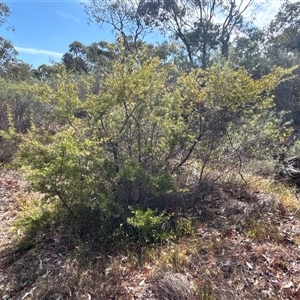 Grevillea curviloba at Bruce, ACT - 24 Oct 2024