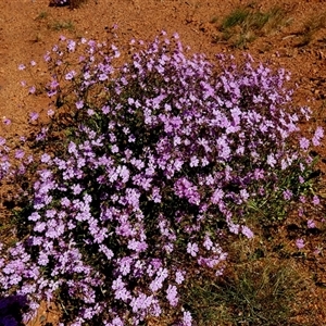 Unidentified Other Wildflower or Herb at Leonora, WA by Paul4K