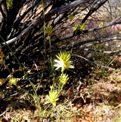 Unverified Other Wildflower or Herb at Leonora, WA - 14 Sep 2024 by Paul4K