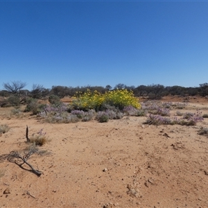 Unidentified Daisy at Menzies, WA by Paul4K