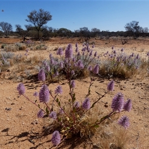 Ptilotus exaltatus at Leonora, WA by Paul4K