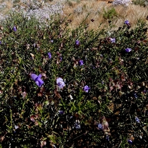 Eremophila georgei at Leonora, WA by Paul4K