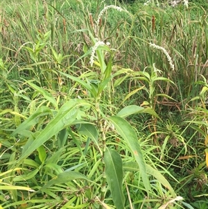 Persicaria attenuata subsp. attenuata at Manoora, QLD - 24 Oct 2024 07:44 AM