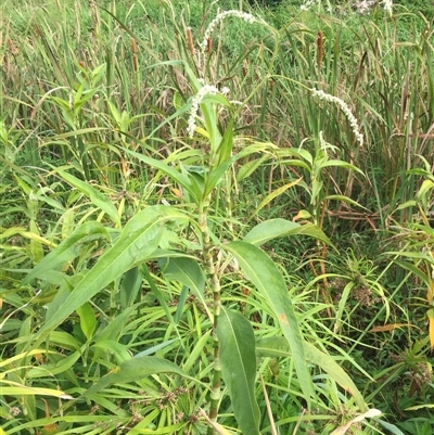 Persicaria attenuata subsp. attenuata at Manoora, QLD - 23 Oct 2024 by JasonPStewartNMsnc2016