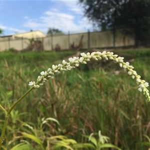 Persicaria attenuata subsp. attenuata at Manoora, QLD - 24 Oct 2024