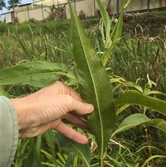 Persicaria attenuata subsp. attenuata at Manoora, QLD - 24 Oct 2024 07:44 AM
