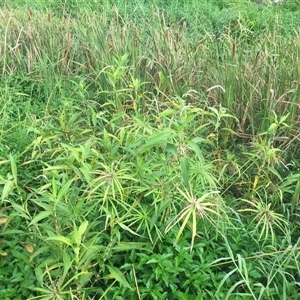 Persicaria attenuata subsp. attenuata at Manoora, QLD - 24 Oct 2024 07:44 AM