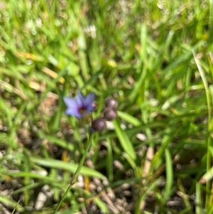 Sisyrinchium micranthum at Dunbogan, NSW - 24 Oct 2024 10:18 AM