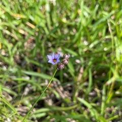 Sisyrinchium micranthum at Dunbogan, NSW - 24 Oct 2024 10:18 AM
