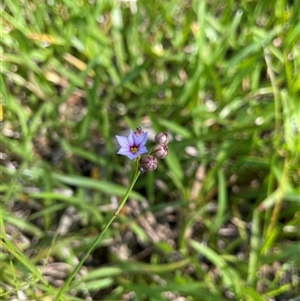 Sisyrinchium micranthum at Dunbogan, NSW - 24 Oct 2024 10:18 AM