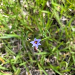 Sisyrinchium micranthum at Dunbogan, NSW - 24 Oct 2024 10:18 AM