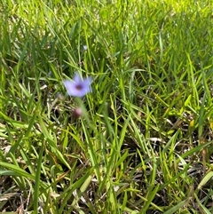 Sisyrinchium micranthum at Dunbogan, NSW - 24 Oct 2024 10:18 AM
