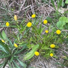 Cotula coronopifolia at Dunbogan, NSW - 23 Oct 2024 by Nette