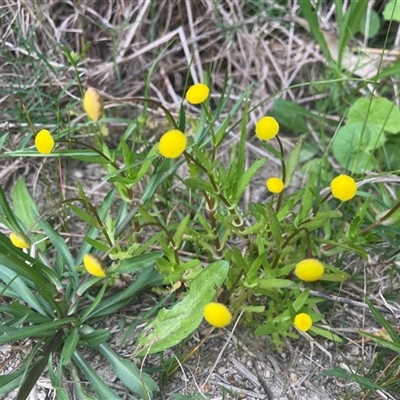 Cotula coronopifolia (Water Buttons) at Dunbogan, NSW - 23 Oct 2024 by Nette