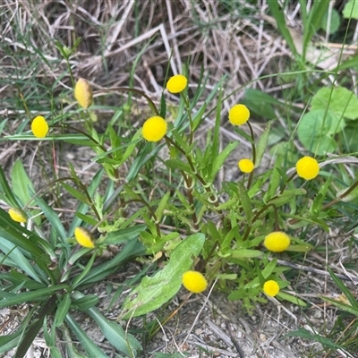 Cotula coronopifolia at Dunbogan, NSW - 23 Oct 2024 by Nette