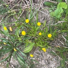Cotula coronopifolia at Dunbogan, NSW - 23 Oct 2024 05:51 PM