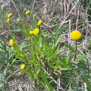 Cotula coronopifolia at Dunbogan, NSW - 23 Oct 2024 05:51 PM