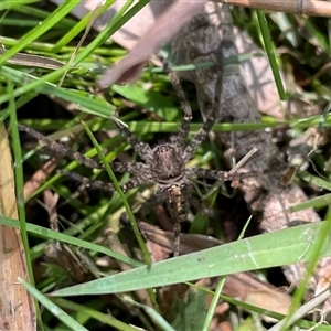 Heteropoda sp. (genus) at Dunbogan, NSW - 23 Oct 2024 10:33 AM