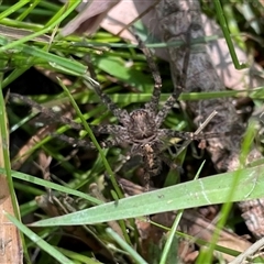 Heteropoda sp. (genus) at Dunbogan, NSW - 23 Oct 2024