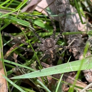 Heteropoda sp. (genus) at Dunbogan, NSW - 23 Oct 2024