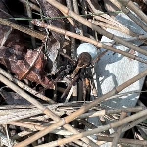 Lycosidae (family) at Dunbogan, NSW - 23 Oct 2024