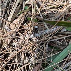 Lycosidae (family) at Dunbogan, NSW - 23 Oct 2024 10:32 AM