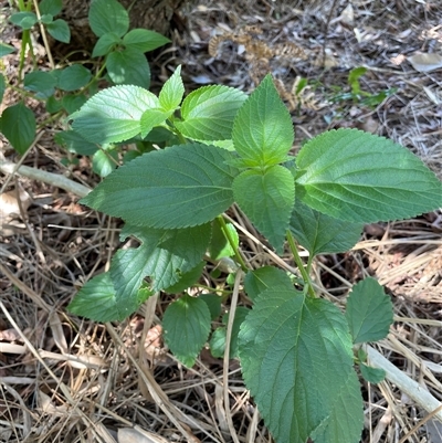 Rubus nebulosus at Laurieton, NSW - 23 Oct 2024 by Nette