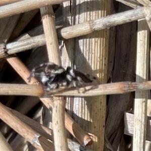 Maratus scutulatus at Dunbogan, NSW - 23 Oct 2024 10:32 AM