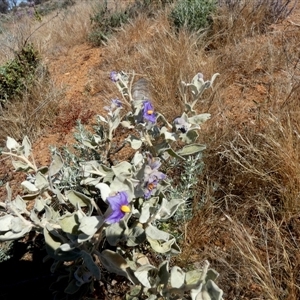 Solanum lasiophyllum at Leonora, WA by Paul4K