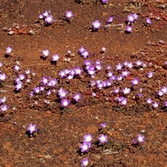 Unverified Other Wildflower or Herb at Menzies, WA - 14 Sep 2024 by Paul4K