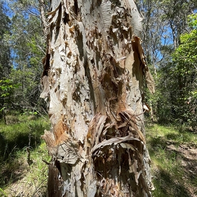 Melaleuca quinquenervia at Dunbogan, NSW - 23 Oct 2024 by Nette