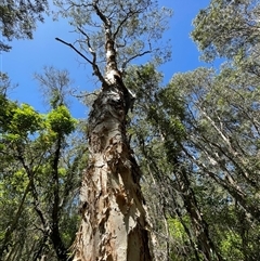 Melaleuca quinquenervia at Dunbogan, NSW - 23 Oct 2024 11:07 AM