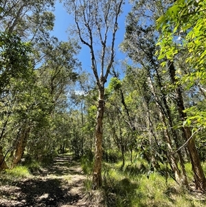 Melaleuca quinquenervia at Dunbogan, NSW - 23 Oct 2024 11:07 AM