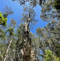 Melaleuca quinquenervia at Dunbogan, NSW - 23 Oct 2024 11:07 AM