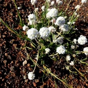 Unidentified Daisy at Menzies, WA by Paul4K