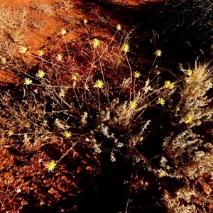 Unidentified Other Wildflower or Herb at Kookynie, WA by Paul4K