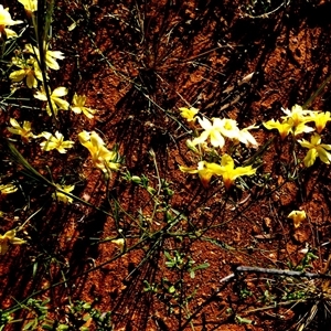 Goodenia pinnatifida at Menzies, WA by Paul4K