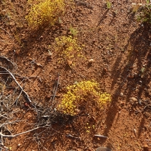 Erymophyllum ramosum at Menzies, WA - 14 Sep 2024