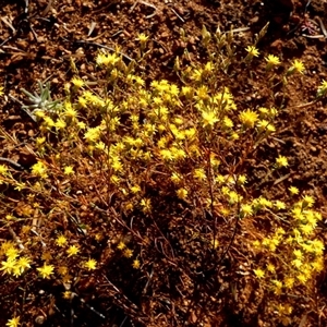 Erymophyllum ramosum at Menzies, WA - 14 Sep 2024