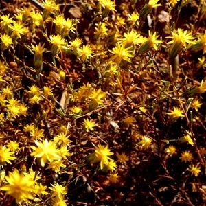 Erymophyllum ramosum at Menzies, WA - 14 Sep 2024