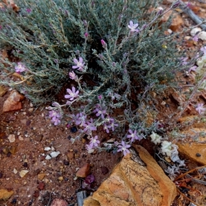 Unidentified Other Shrub at Menzies, WA by Paul4K